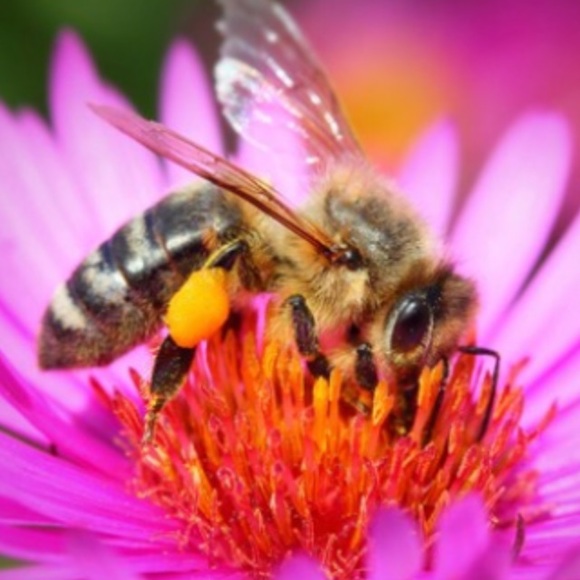 Meet your Posher - Picture 1 of 2